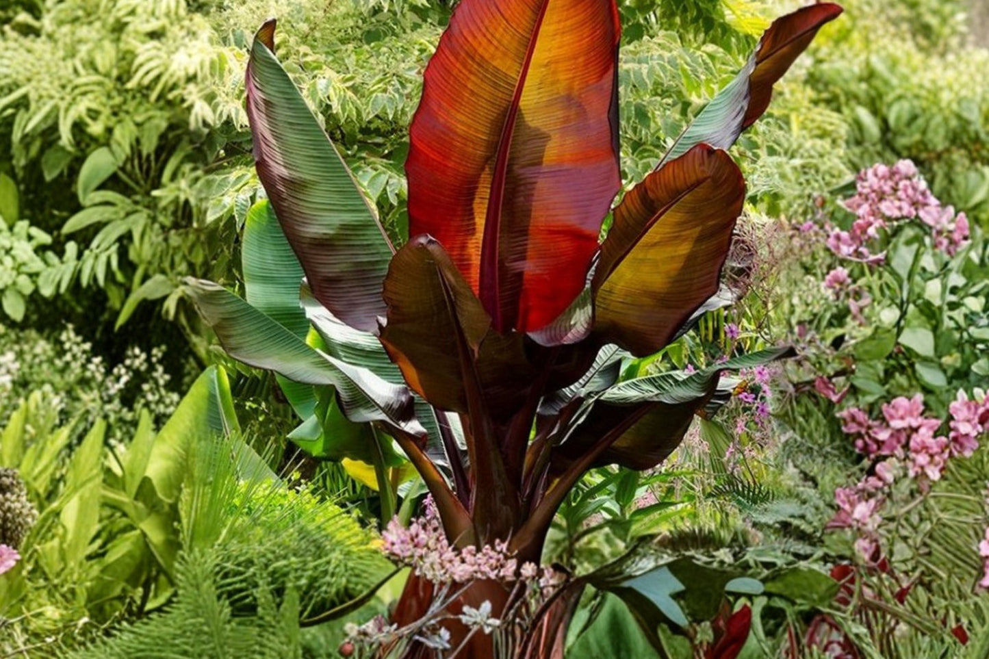 Ensete Maurelii Red Banana Plant - 2.5” Live Red Abyssinian Banana Tree - Tropical Ornamental Plant with Large Foliage