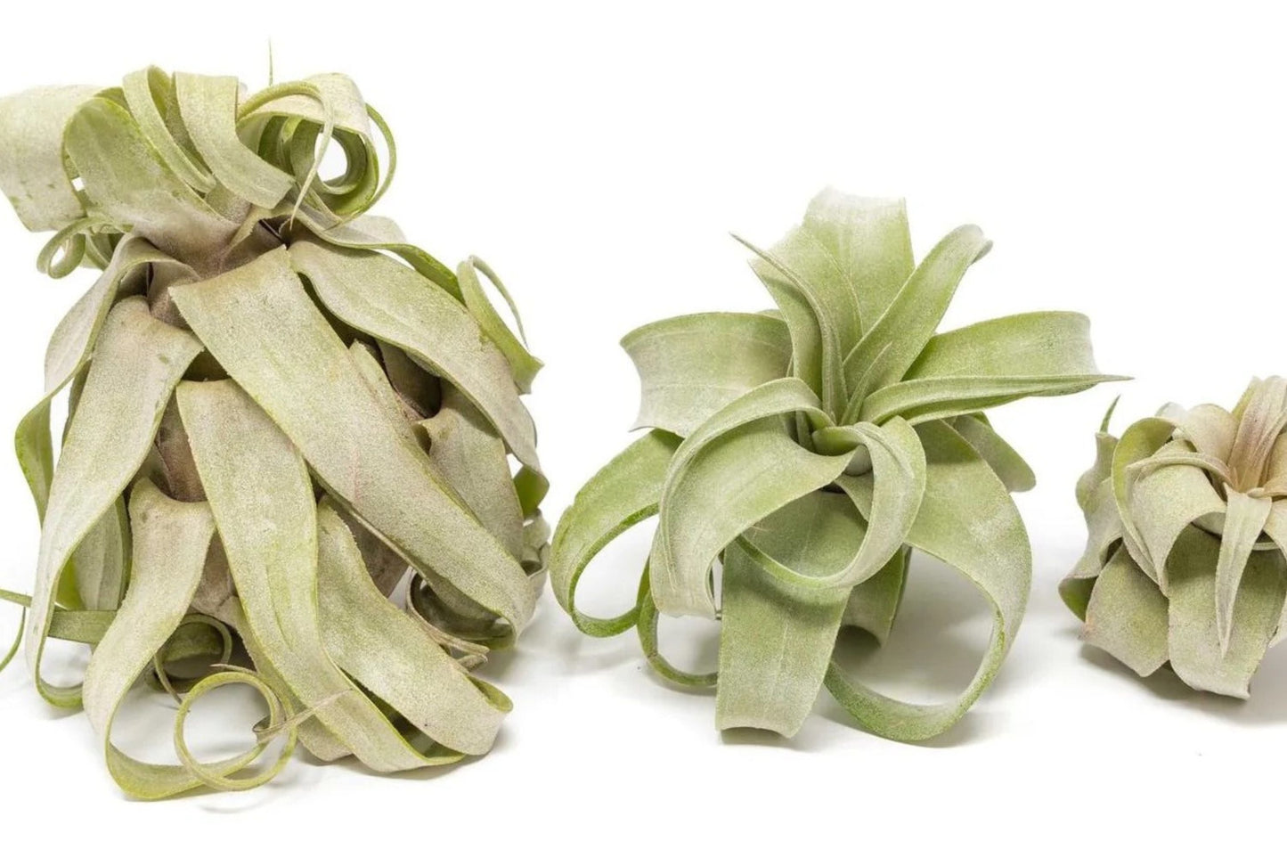 Tillandsia Air Plant Medium Curly Variety - Live Tillandsia Streptophylla - Unique Indoor Houseplant - Easy Care No Soil