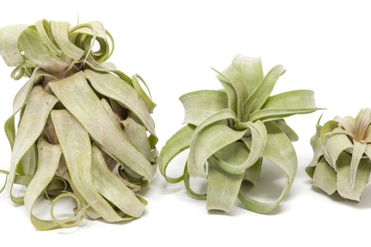 Tillandsia Air Plant Medium Curly Variety - Live Tillandsia Streptophylla - Unique Indoor Houseplant - Easy Care No Soil