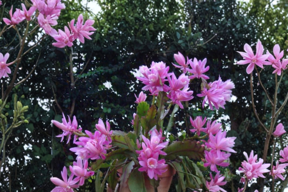 German Empress Epiphyllum Cutting 8-10” - Rare Night Blooming Orchid Cactus - Epiphyllum spp. - Perfect for Indoor Growing