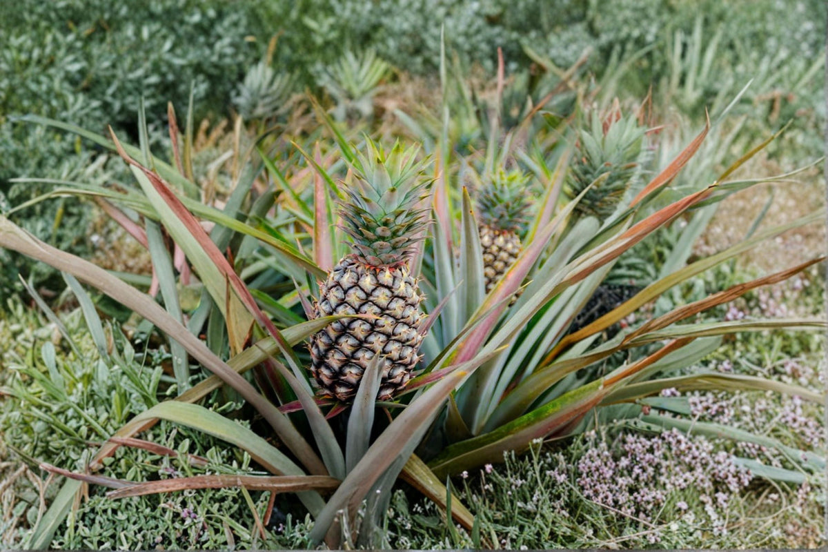 Sugar Loaf Pineapple Plant – Live Tropical Fruit Plant – Sweet Low Acid Ananas comosus – Grow Your Own Pineapple