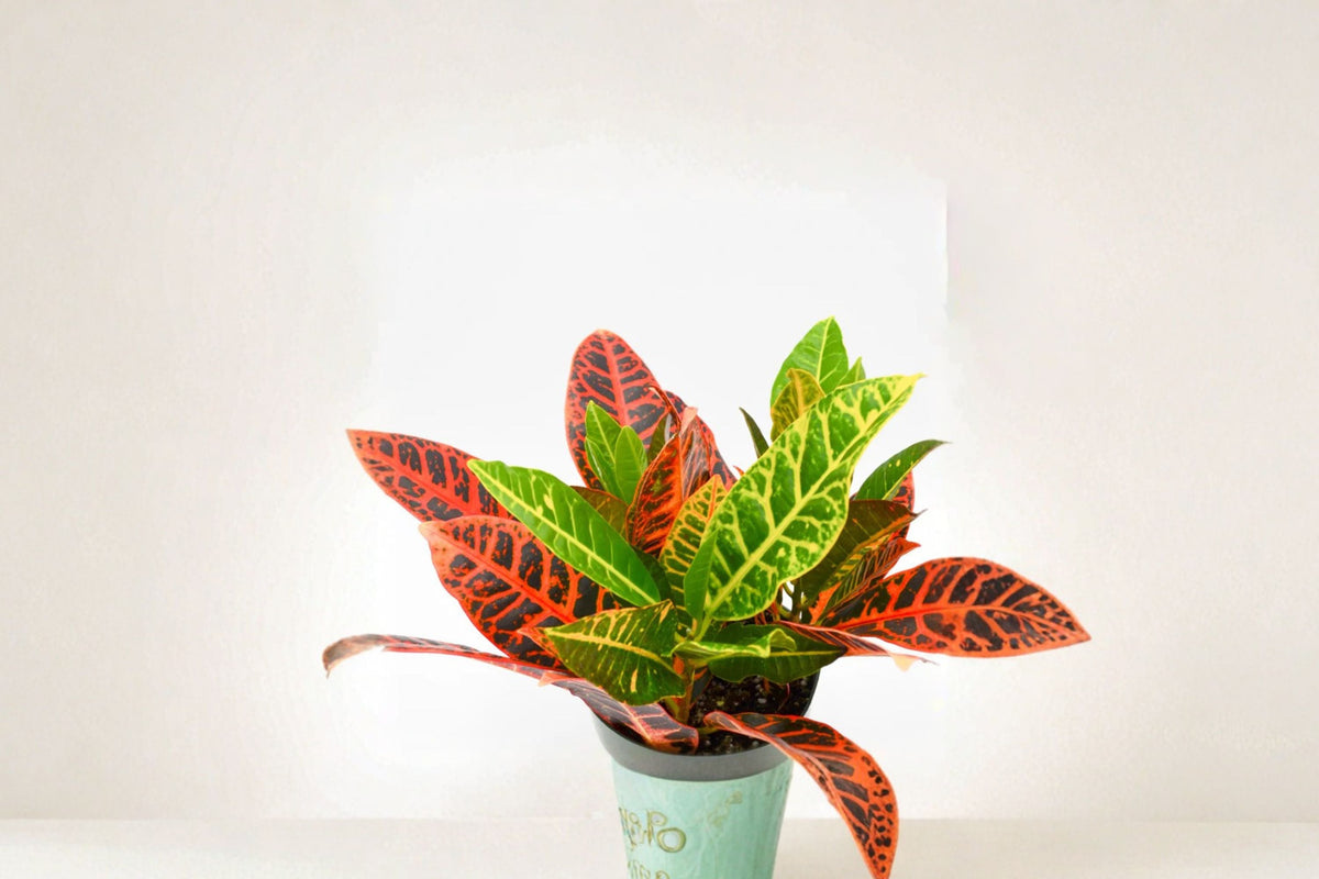 Croton Cocktail Plant Pack of 2 - Colorful Tropical Houseplant - Codiaeum Variegatum - Vibrant Foliage - Live Indoor Plant