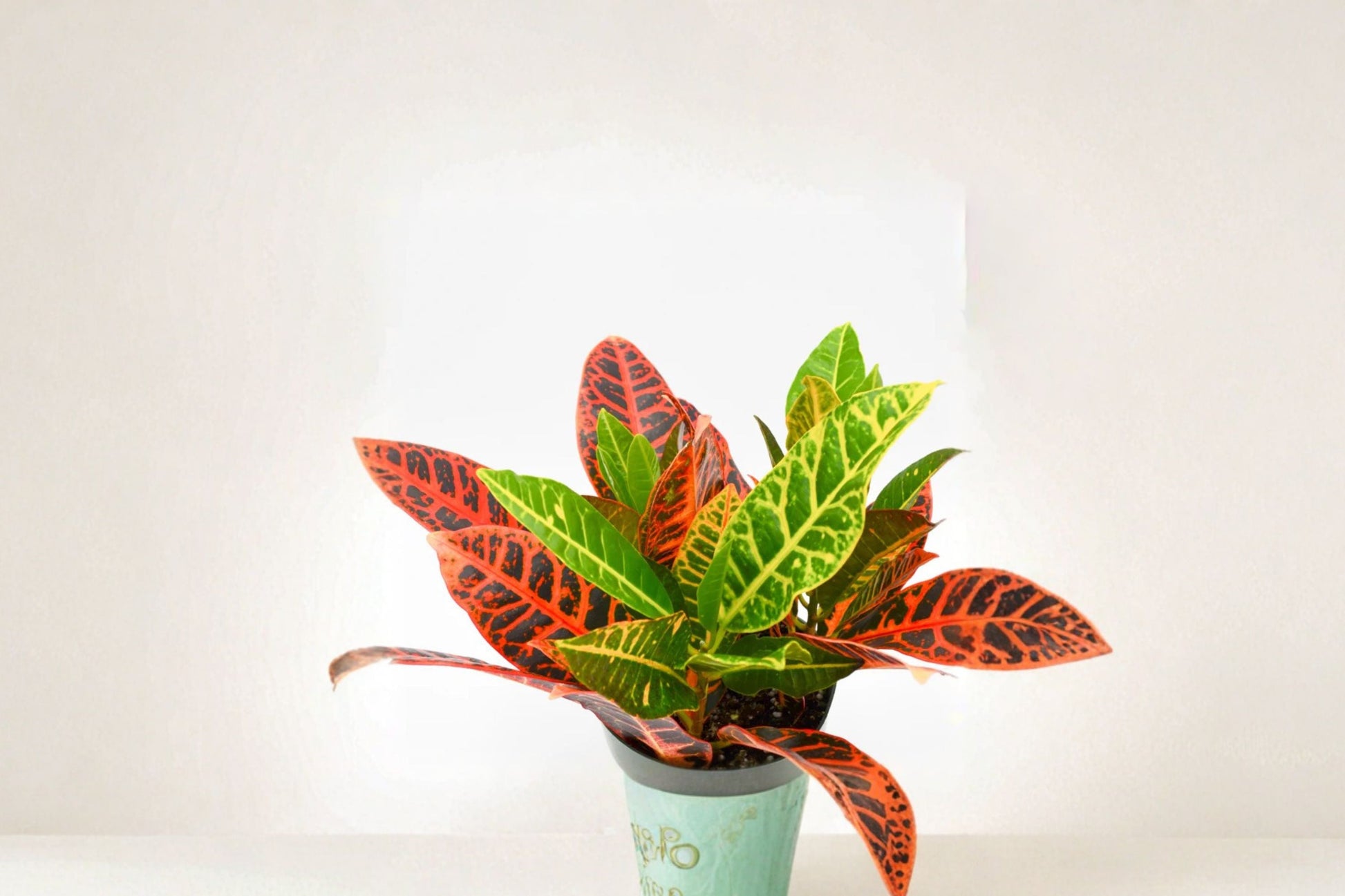 Croton Cocktail Plant Pack of 2 - Colorful Tropical Houseplant - Codiaeum Variegatum - Vibrant Foliage - Live Indoor Plant