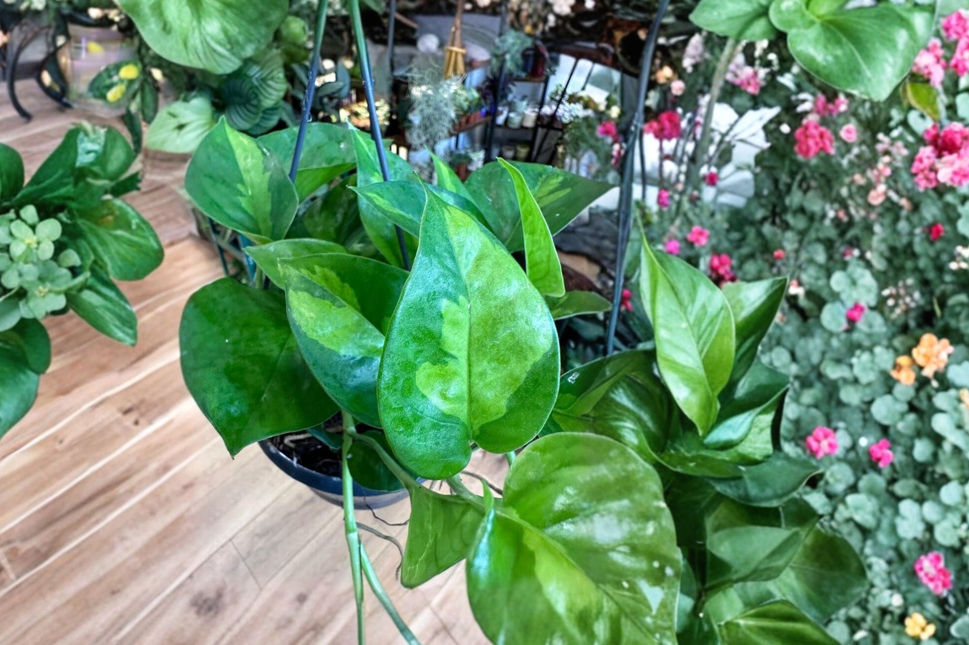 Global Green Pothos 2 Pack – Rare Variegated Houseplant – Epipremnum Aureum – Easy Care Indoor Trailing Plant