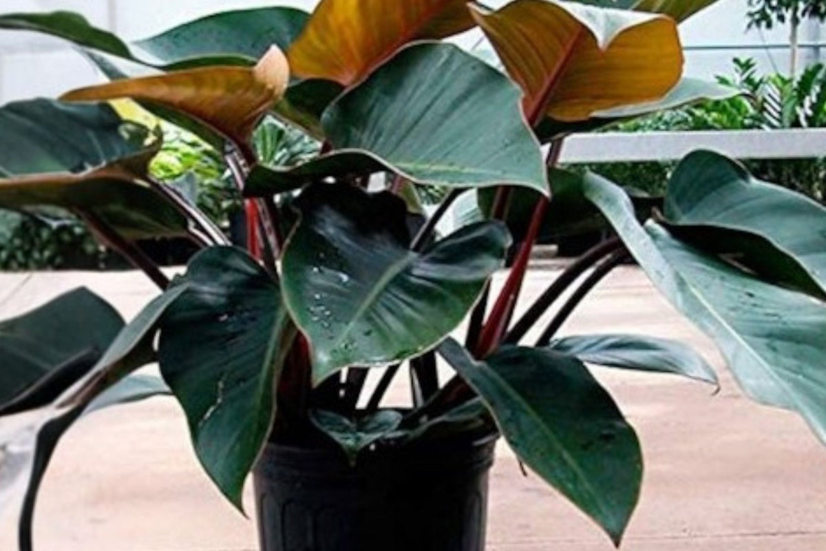 Philodendron Red Congo Plant - Burgundy Foliage - Easy Care Self-Heading Indoor Tropical Houseplant - Philodendron spp.