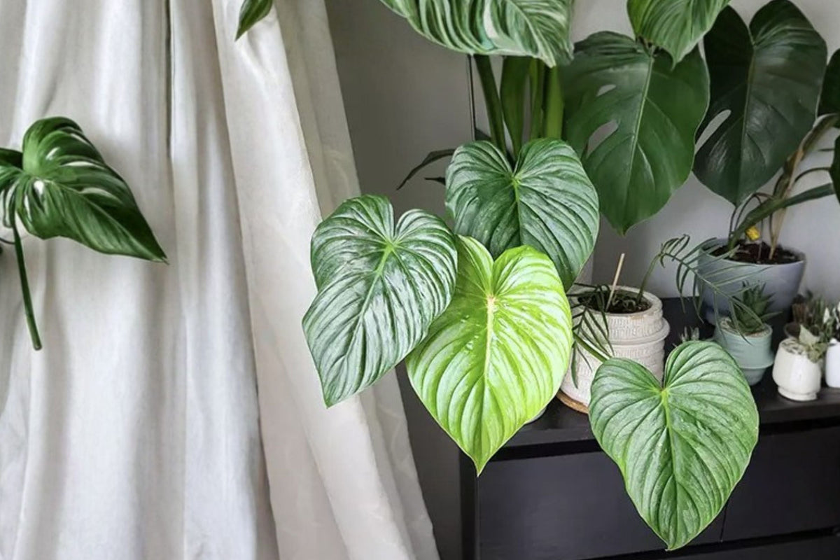 Philodendron Pastazanum Silver Nieve - Rare Variegated Houseplant - Live Tropical Aroid - Collector Plant - Silver Leaf