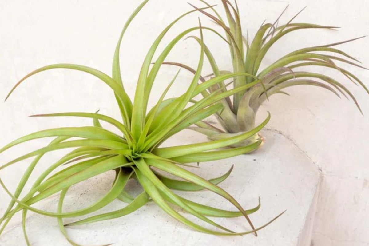 Giant Air Plant 14+ Inches - Extra Large Tillandsia - Live No Soil Houseplant - Sculptural Indoor Plant - XL Tillandsia