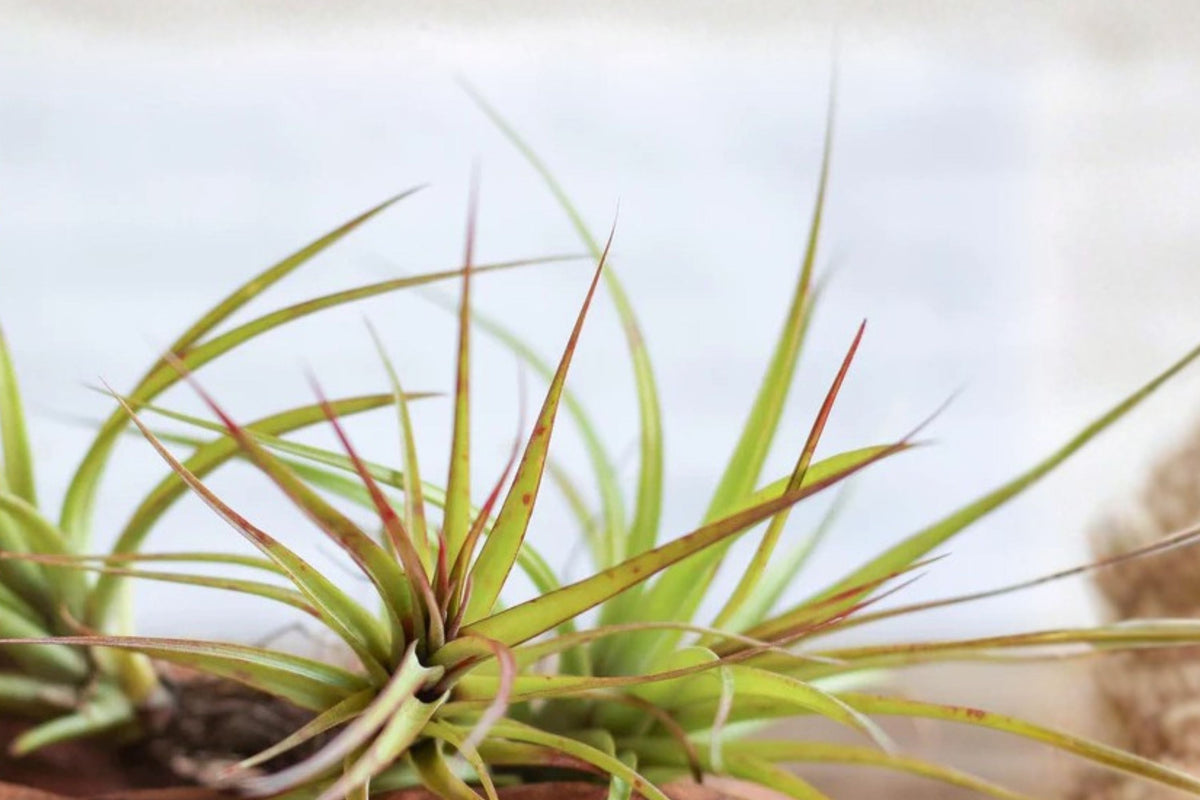 Tillandsia ‘Sparkler’ Air Plant 5-7” - Blooming Hybrid Air Plant - Easy Care Indoor Plant - Tillandsia concolor × brachycaulos