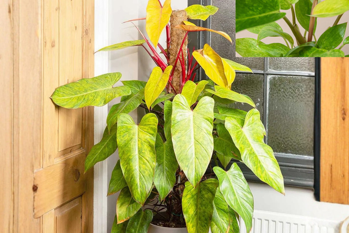 Philodendron Painted Lady Plant – Variegated Tropical Houseplant – Rare Climbing Aroid – Live Indoor Collector Plant