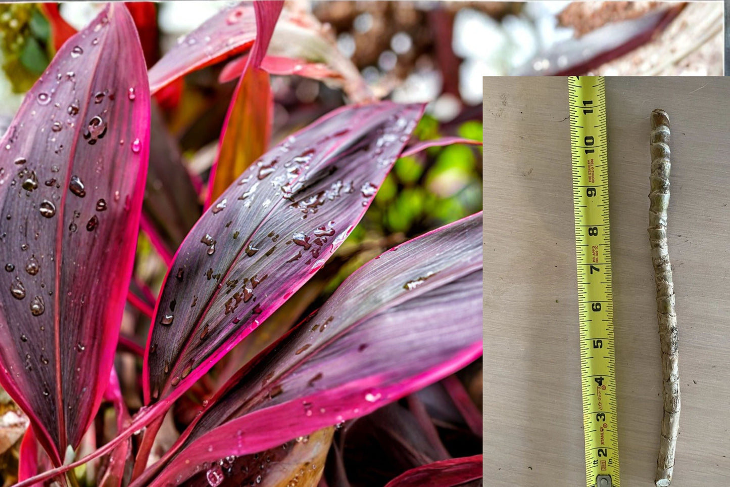 Hawaiian Ti Plant Cuttings 8 Pack - Pink Purple Tropical Foliage - Cordyline Fruticosa - 5-7" Unrooted Live Cuttings