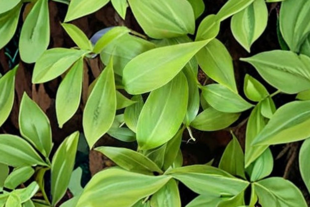 Musa Basjoo Banana Plant - Live Rooted Cold Hardy Banana Tree - Fast Growing Tropical Garden Plant - USDA Zone 5