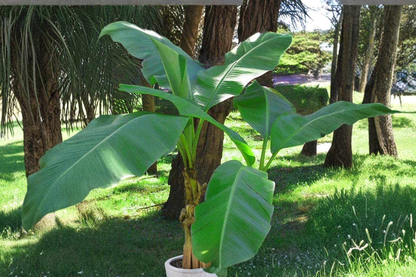 2 Musa Basjoo Banana Plants Bundle - Cold Hardy Banana Trees for Tropical Gardens - Live Rooted - Fast Growing (Zone 5)