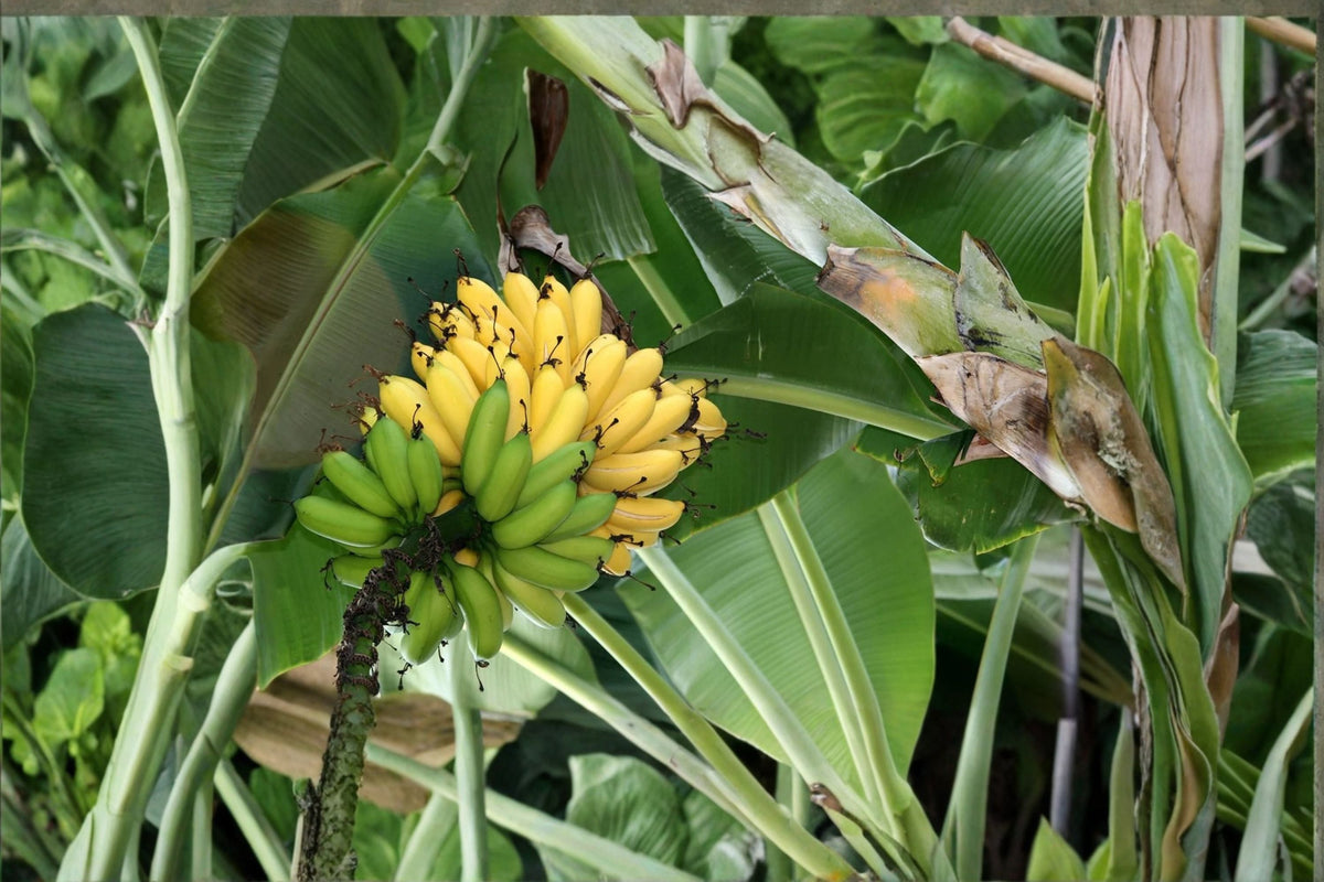 Burro Banana Plant - Live Tropical Edible Banana Tree - Orinoco Variety - Sweet Tangy Fruit Plant - Perfect for Home Gardens