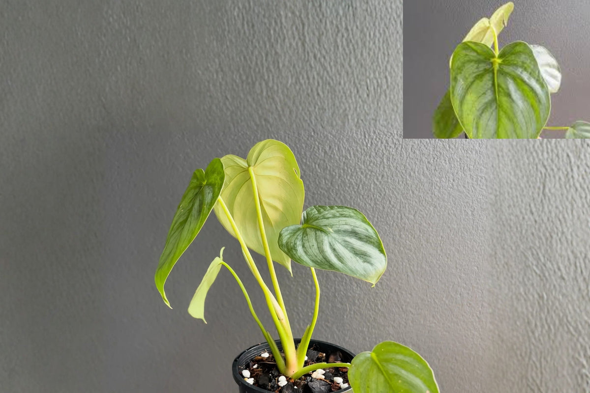 Philodendron Pastazanum Silver - Pack of 2 Live Rare Silver Leaf Tropical Houseplants - Exotic Indoor Collector Plants