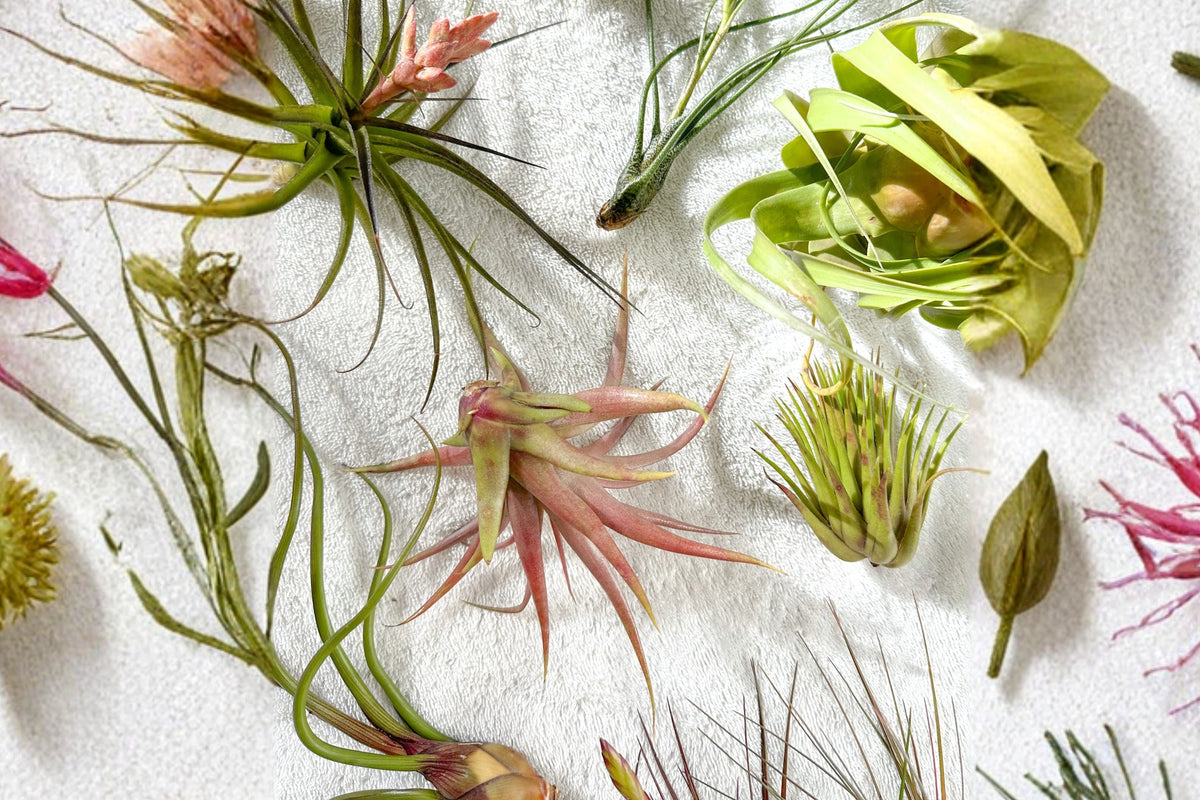 10-Pack Tillandsia Utriculata Air Plants – Live Florida Native Bundle – Easy Care No Soil Starter Plants – Air Plant Collection