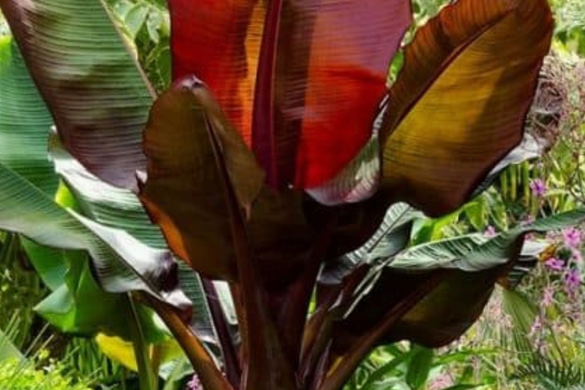 Ensete Maurelii Red Banana Plant - Live Tropical Foliage - Ornamental Red Abyssinian Banana - 4-6 Inches Tall