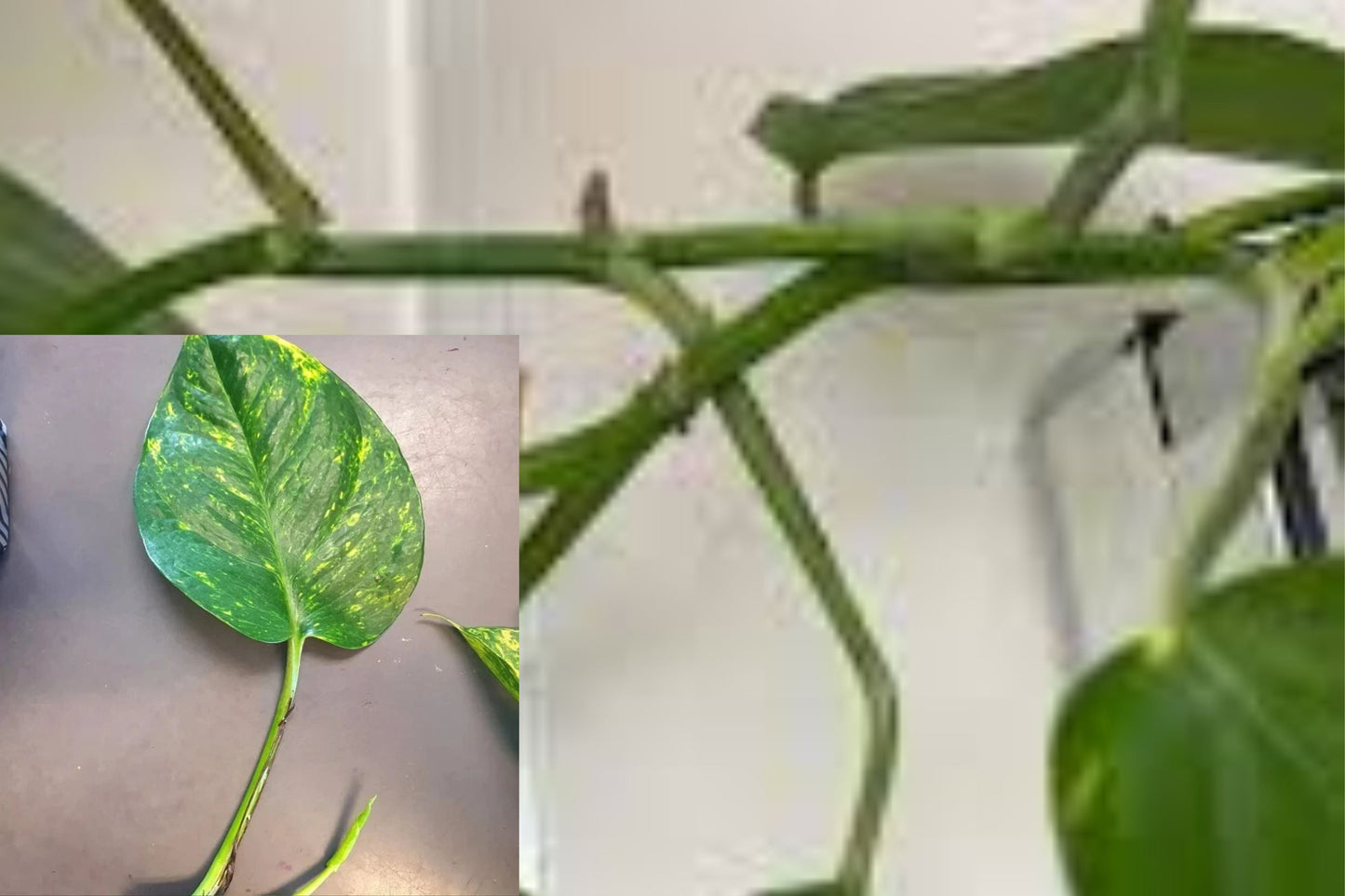 Hawaiian Pothos Cuttings 5 Pack - Golden Pothos Propagation - Epipremnum aureum - Rooted Nodes with Aerial Roots for Easy Growth