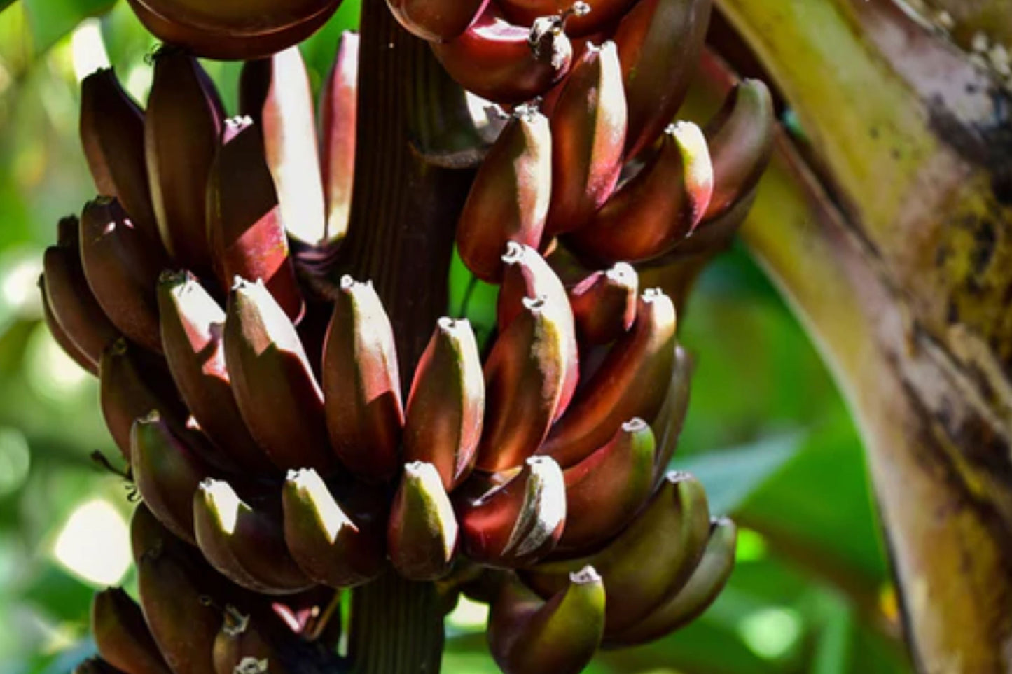 Cuban Red Banana Plant - Live Tropical Fruit Plant - Red Dacca - Exotic Edible Garden Plant - Sweet Red Bananas - Musa acuminata