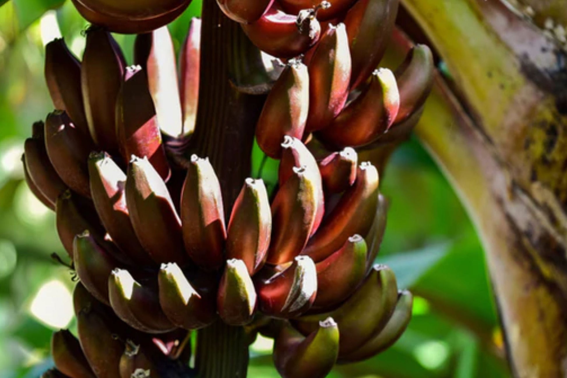 Cuban Red Banana Plant - Live Tropical Fruit Plant - Red Dacca - Exotic Edible Garden Plant - Sweet Red Bananas - Musa acuminata
