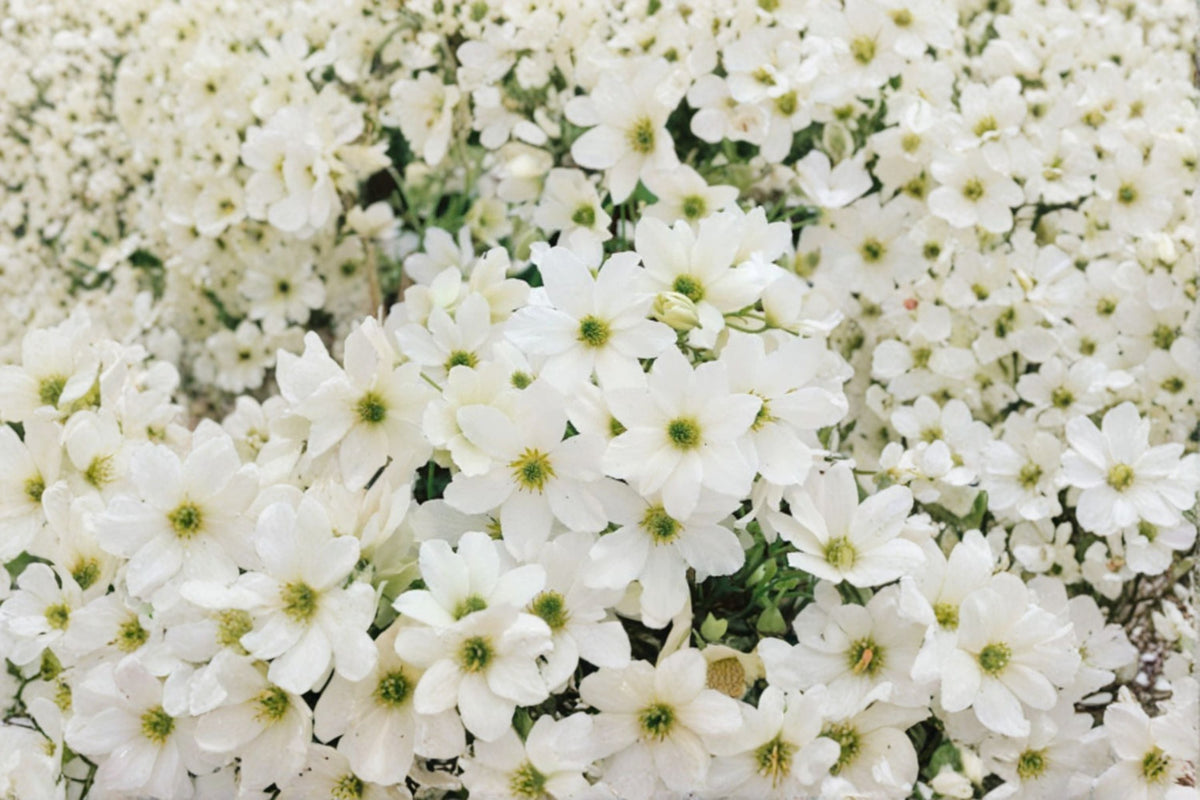 Clematis ‘Early Sensation’ 1 Gallon Evergreen Vine - Creamy White Flowers - Climbing Flowering Plant - Ideal for Trellises