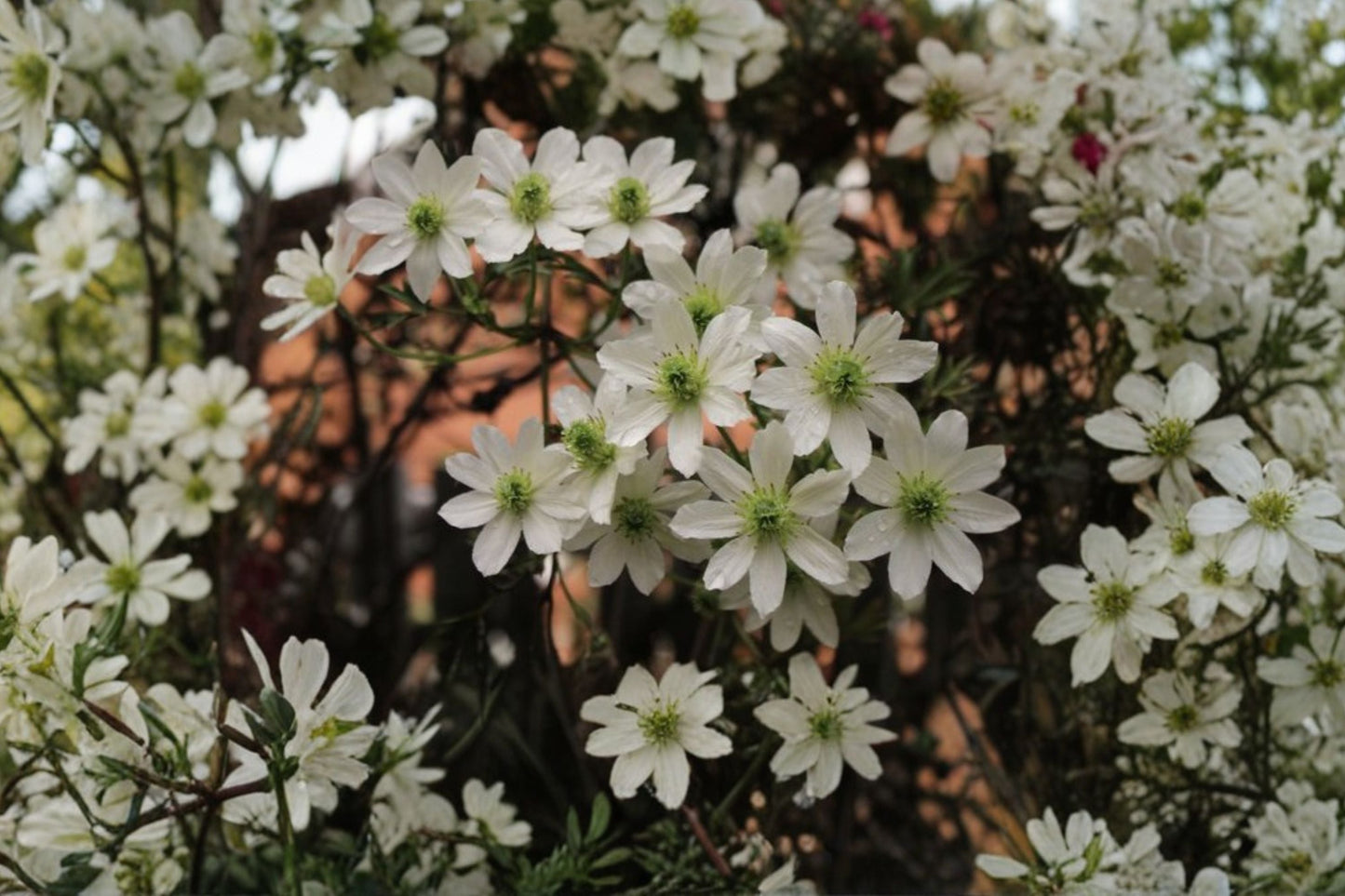 Clematis Vine 1 Gallon Evergreen 'Early Sensation' Creamy White Flowers (Clematis spp.) - Climbing Flowering Plant