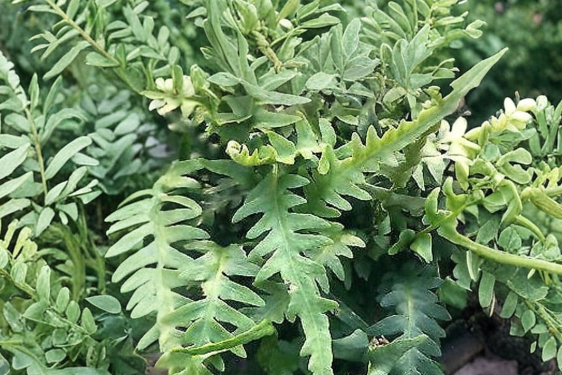Dragon's Tail Fern 3.5” Live Potted Plant - Rare Hardy Shade Fern - Asplenium ebenoides - Evergreen Woodland Plant