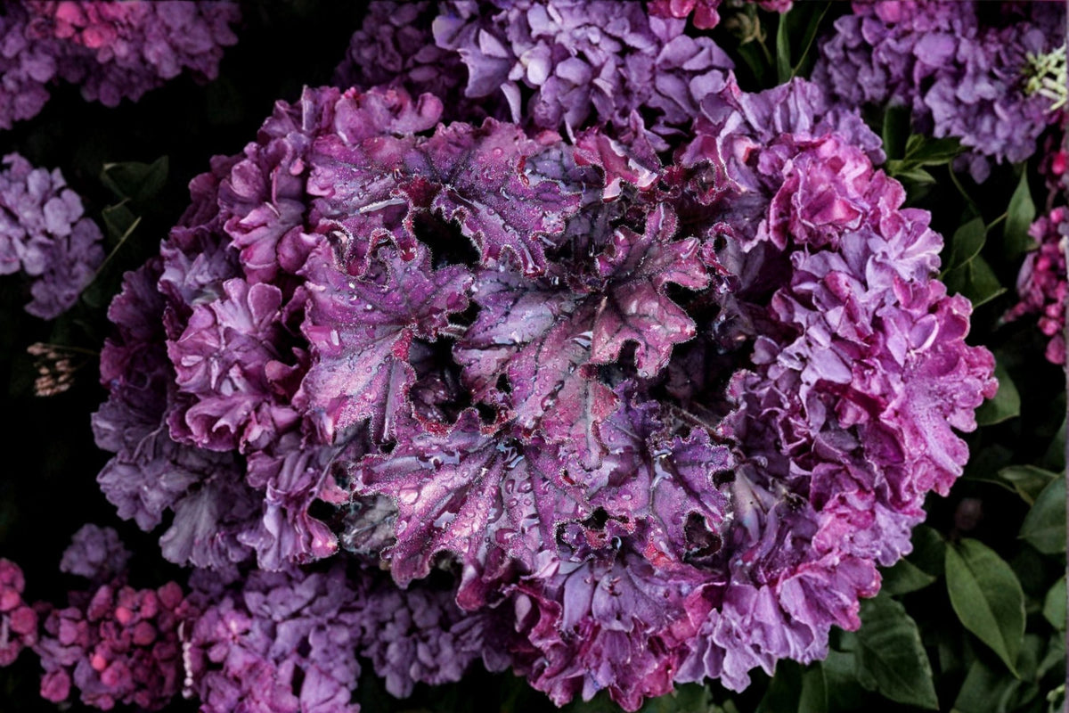 Heuchera ‘Forever Purple’ Live Plant - Purple Coral Bells Perennial - Evergreen Shade Plant - Heuchera spp. (Plug, 4.5” or 1 Gallon)