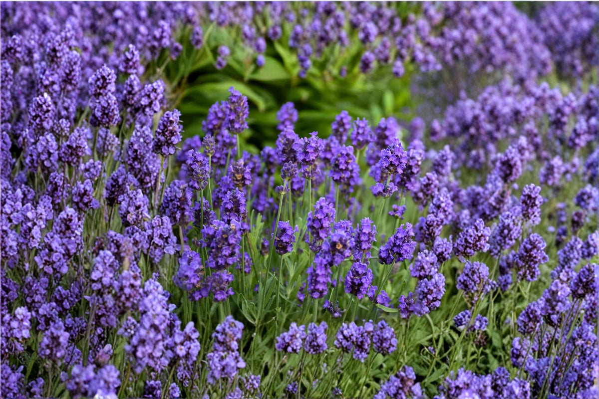 Sweet Romance Lavender Plant - Live Purple Herb - Fragrant English Lavender - Lavandula angustifolia ‘Sweet Romance’ - Culinary & Garden