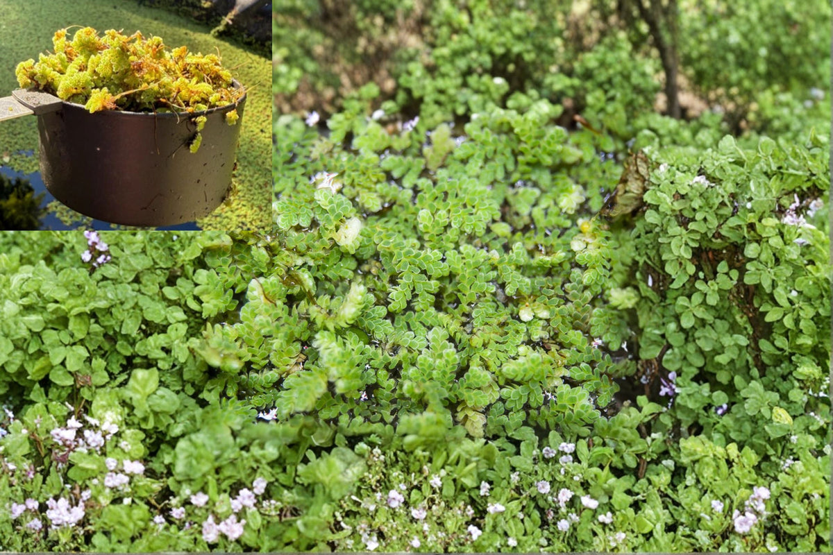 Azolla Mosquito Fern 1 Cup - Live Floating Aquarium Plant - Water Velvet Fairy Moss - Azolla filiculoides