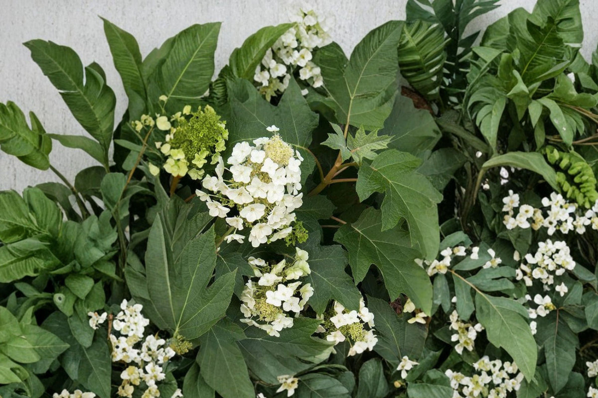 Dwarf Hydrangea Shrub 1 Gallon Munchkin Oakleaf Hydrangea Hydrangea quercifolia White Pink Blooms Shade Garden Plant