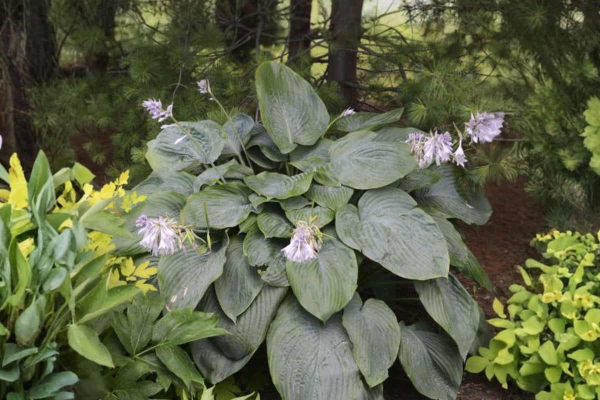 Giant Hosta Bareroot - Empress Wu - Shade Perennial Plant - Hosta 'Empress Wu' - Proven Winners Plantain Lily