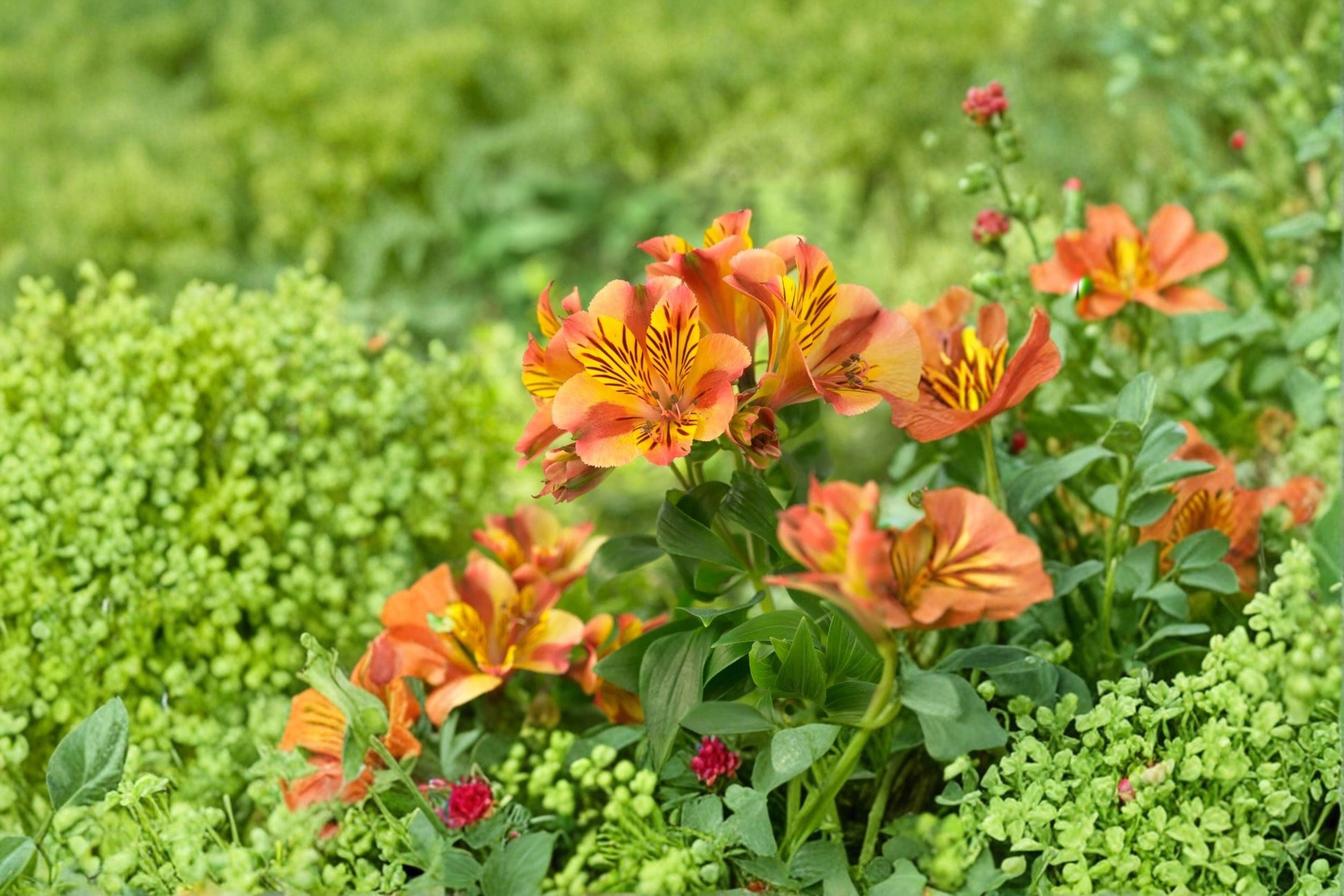 Alstroemeria ‘Princess Diana’ Plant - 1 Gallon Peruvian Lily - Dwarf Lily - Long Blooming Yellow & Pink Flowers - Live Plant