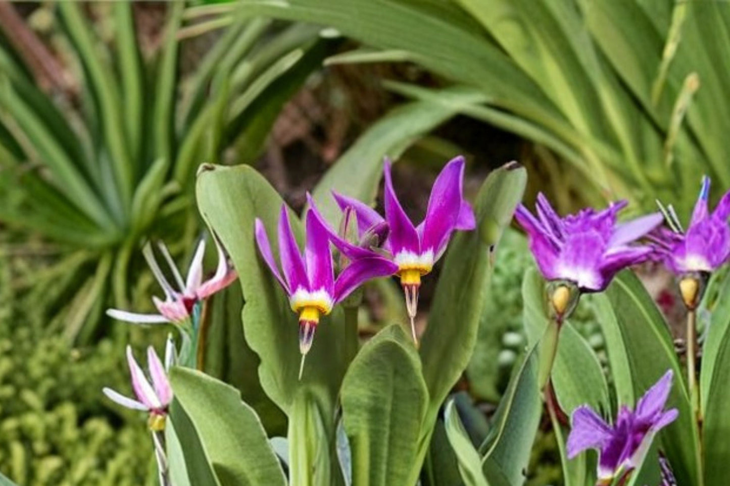 Shooting Star Plant - 3.5” Potted or Bareroot - Native Wildflower for Shade Garden - Dodecatheon pulchellum