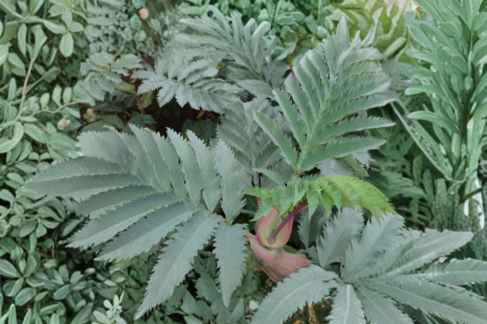 Melianthus ‘Antonow’s Blue’ Plant - Blue Honey Bush - Exotic Evergreen Shrub - Architectural Foliage - Melianthus major