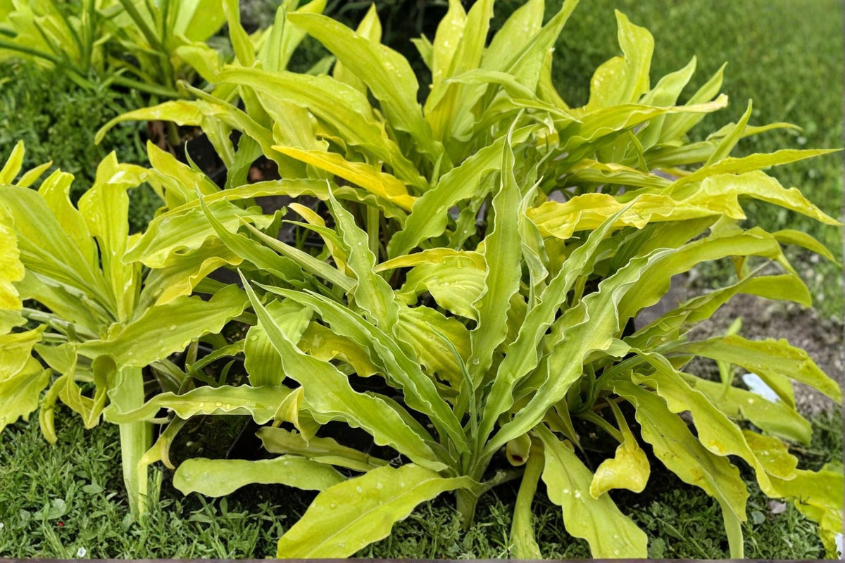 Mini Hosta Plant 'Curly Fries' - Ruffled Golden Leaves - Shade Perennial - Hosta Plantain Lily - Bareroot or Potted