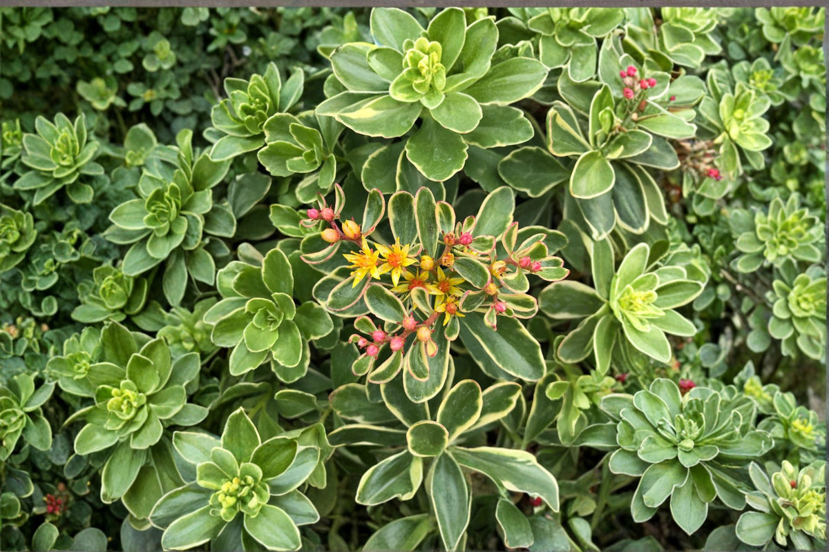 Variegated Sedum Ground Cover Plant 3.5” Pot - Yellow Flowering Succulent - Sedum kamtschaticum 'Variegatum' - Drought Tolerant