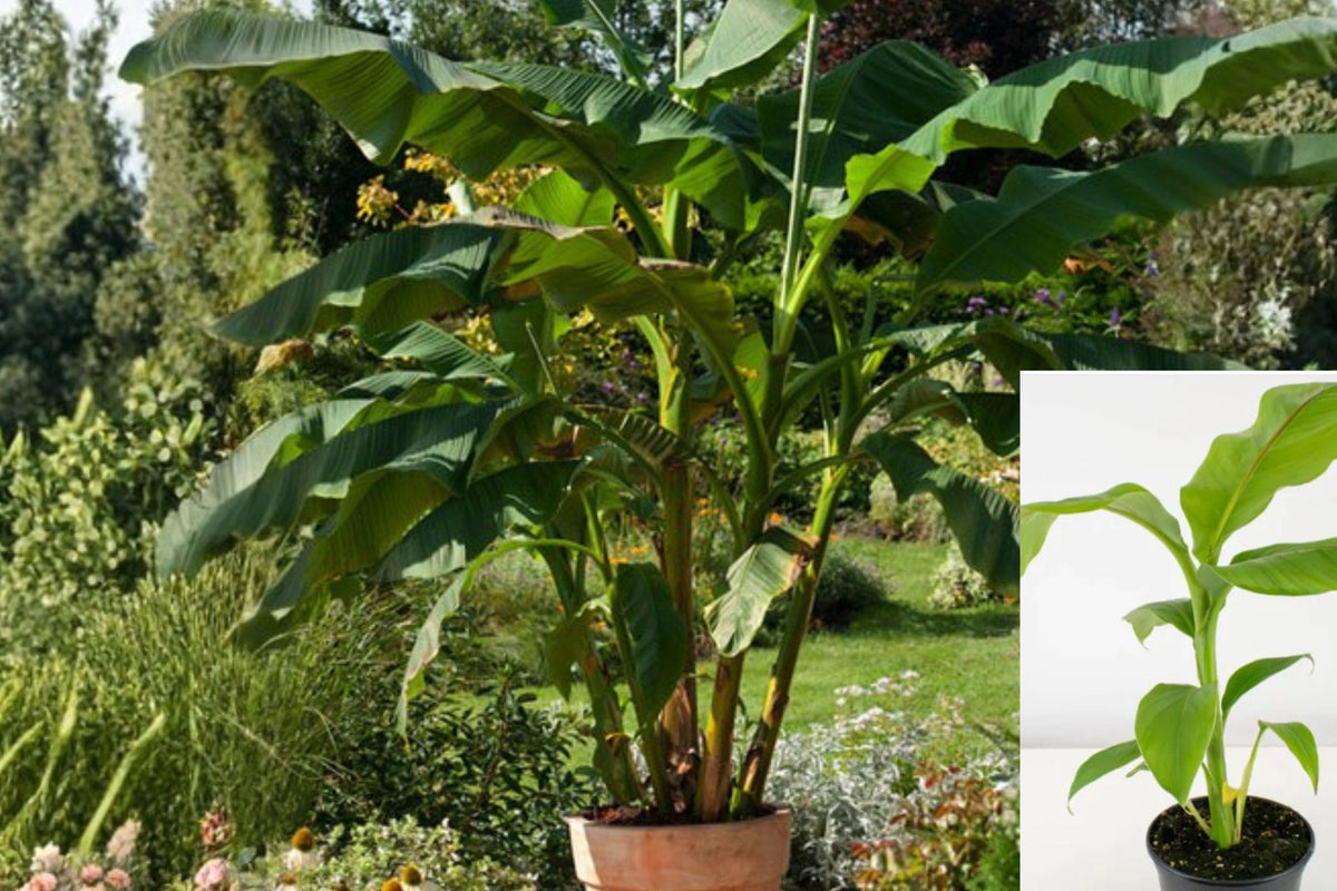 Musa Basjoo Banana Plant - Cold Hardy Live Rooted Tropical Banana Tree - Fast Growing Garden Plant - USDA Zone 5