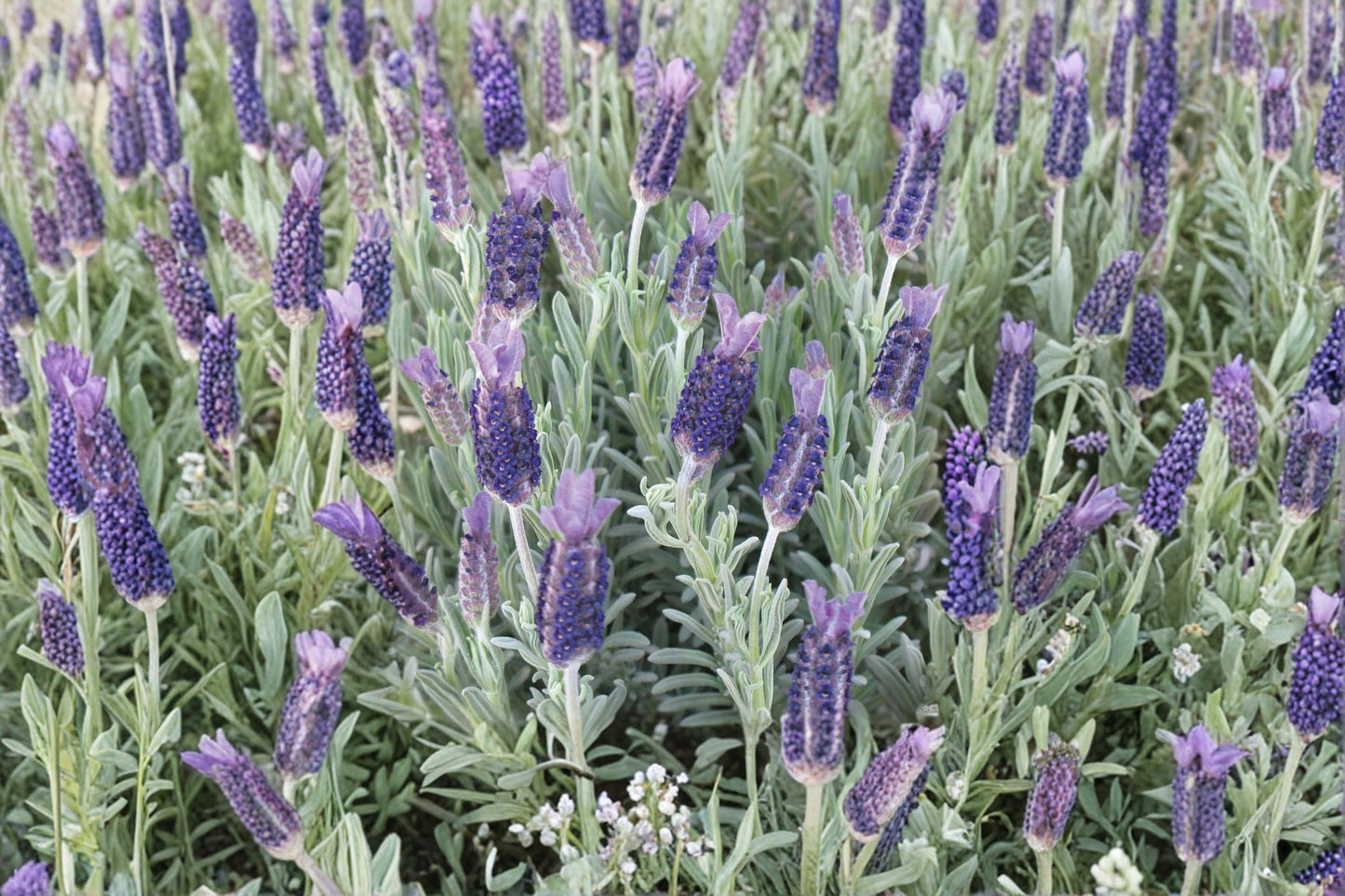 Fragrant Live Plant - 1 Gallon Pot - White Spanish Lavender ‘Anouk’ - Lavandula stoechas - Drought-Tolerant Pollinator Plant