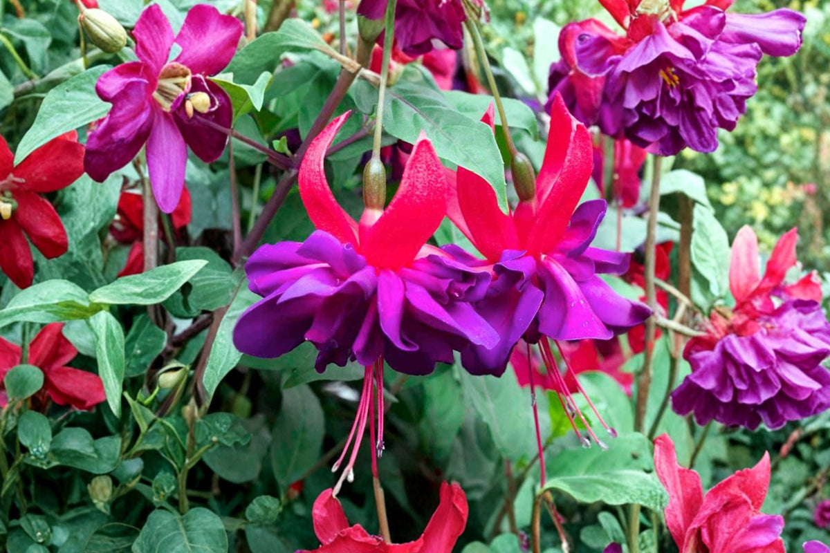 Fuchsia Plant 1 Gallon Double Otto Hardy Perennial with Purple Red Flowers - Fuchsia 'Double Otto' - Hummingbird Attractor