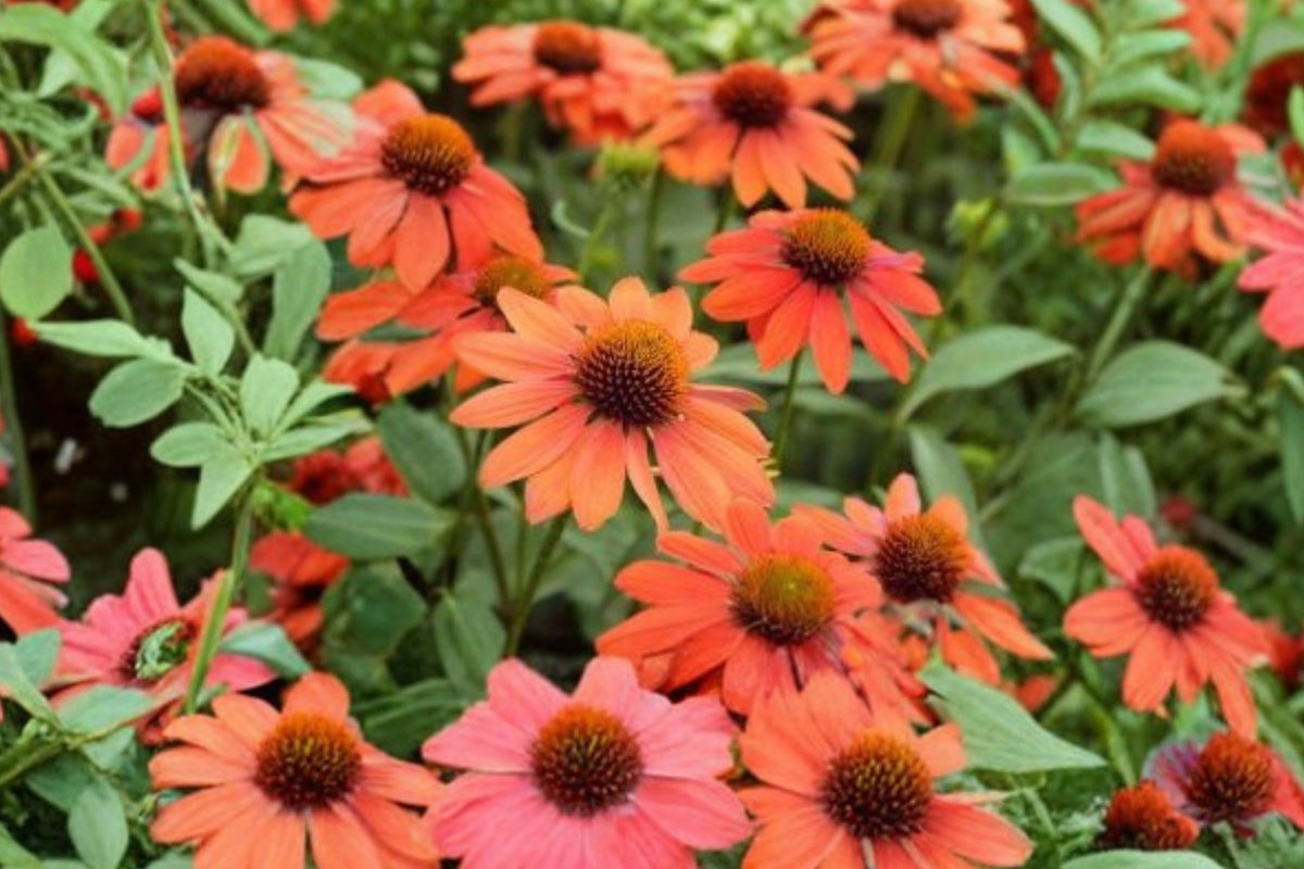 Echinacea PRIMA Saffron Live Plant - 4.5” Dwarf Yellow Coneflower - Compact Pollinator Perennial - Echinacea purpurea