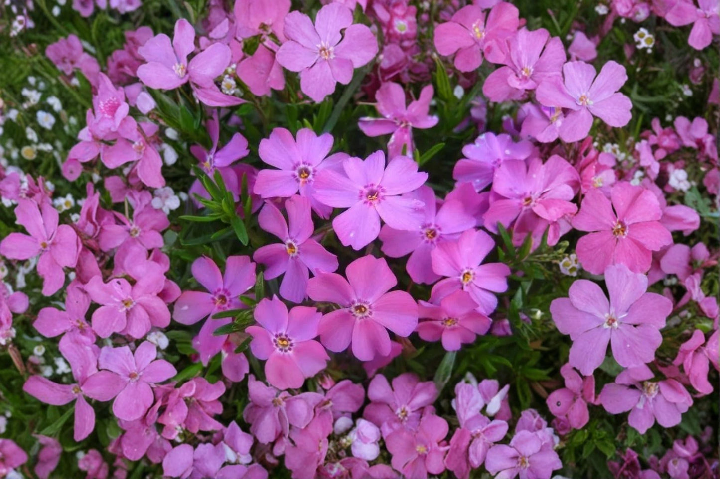 Creeping Phlox Plant - 3.5” or 1-Gallon Pot - Pink Spring Flowers - Phlox subulata 'Eye Candy' - Evergreen Ground Cover