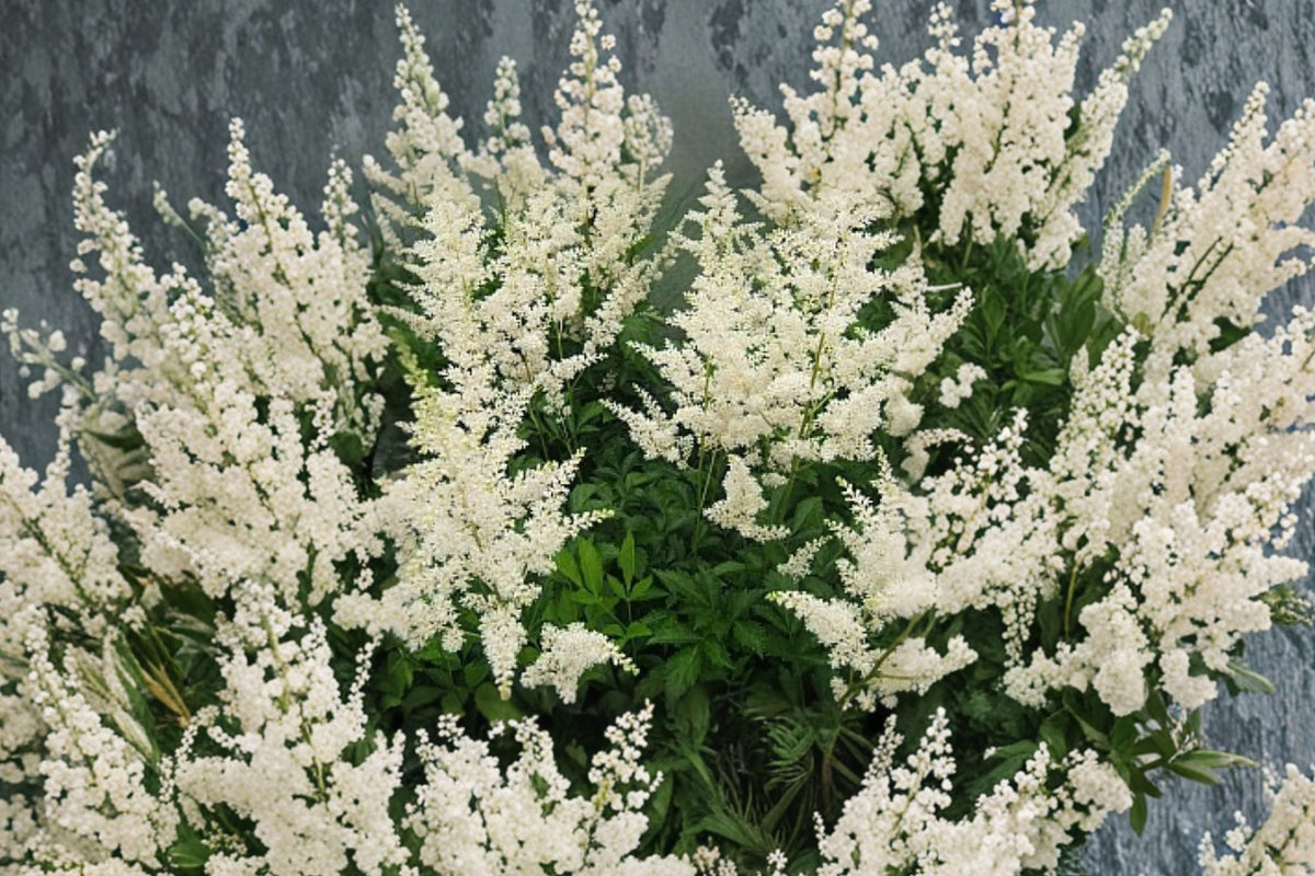 Astilbe Plant 4.5” or 1 Gallon White 'Snowdrift' - Shade Perennial Flower - False Goat’s Beard (Astilbe 'Snowdrift')