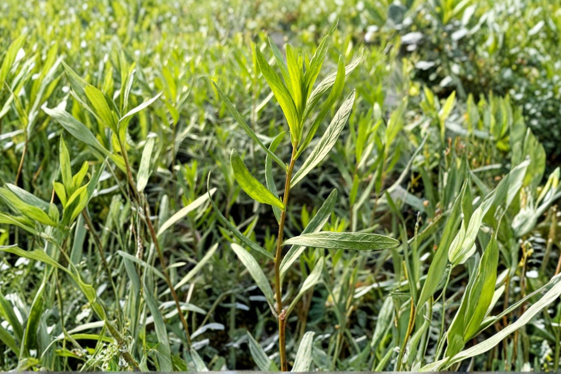 Live French Tarragon Plant – Culinary Herb – Artemisia dracunculus ‘Sativa’ – Anise Flavor for Herb Garden
