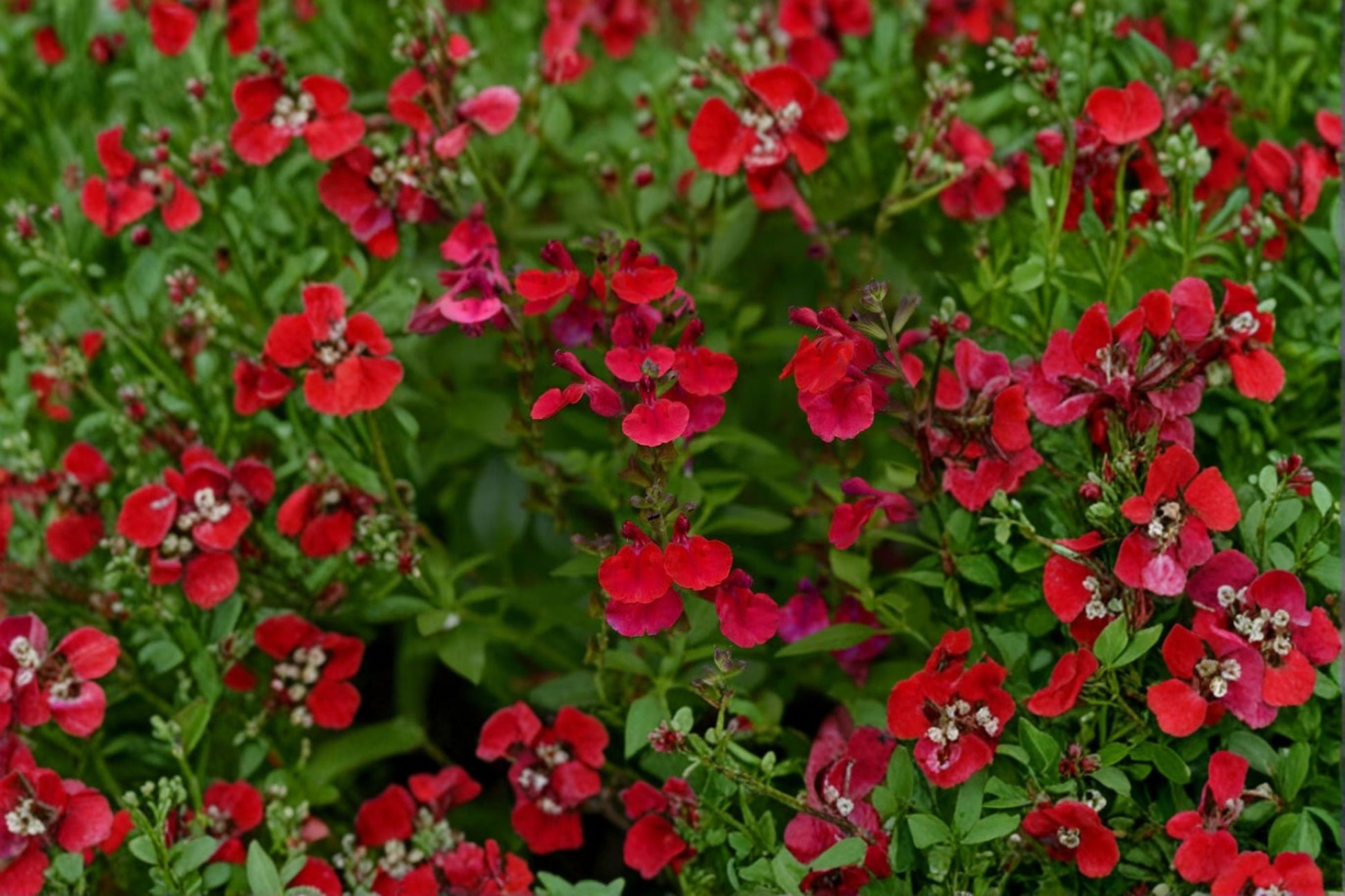 Salvia Plant 4.5” Pot Mirage Cherry Red Drought Tolerant Perennial Sage (Salvia greggii) - Hummingbird Favorite