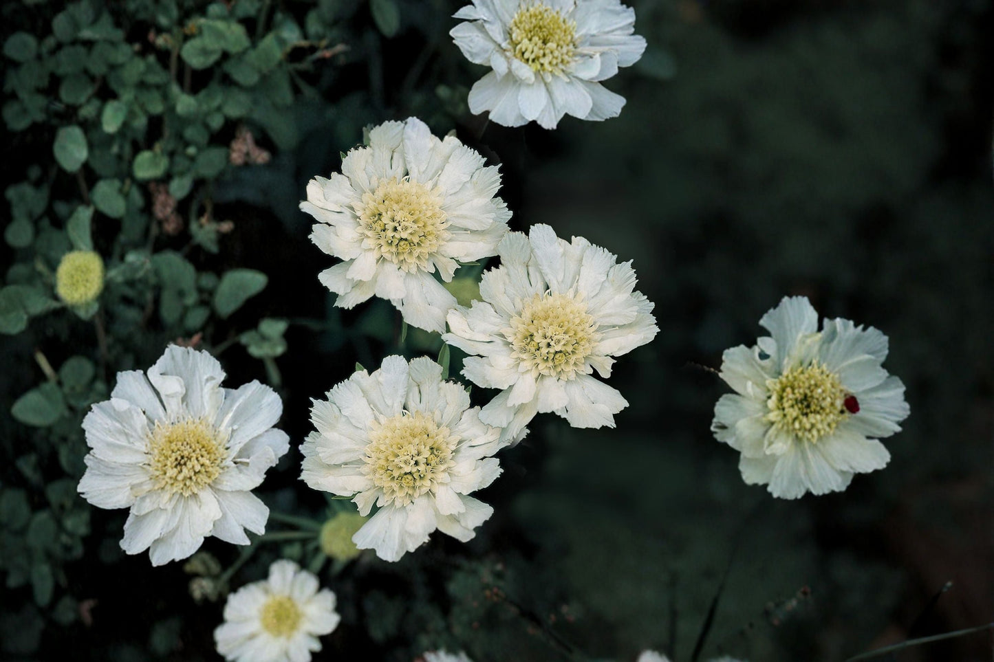 Scabiosa ‘Fama White’ 1 Gallon Live Plant - White Pincushion Flower - Cut Flower Perennial - Scabiosa caucasica