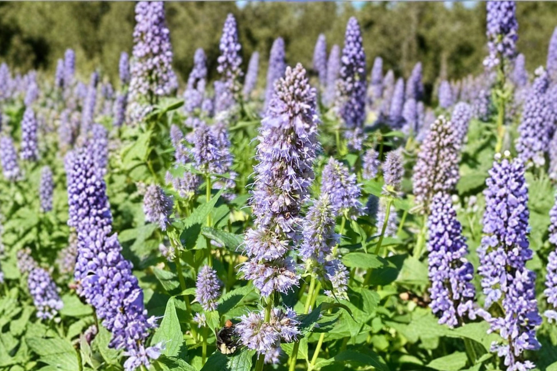 Agastache ‘Astello Indigo’ Plant - 3.5” Hummingbird Mint Hyssop - Blue Pollinator Flower - Drought Tolerant Perennial