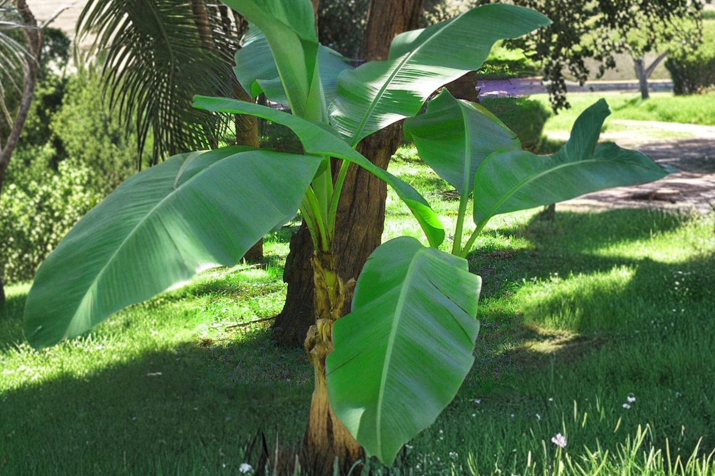 Musa Basjoo Banana Tree – Live Cold Hardy Plant – Fast Growing Tropical Foliage – Musa basjoo – 5-6" Starter Plant