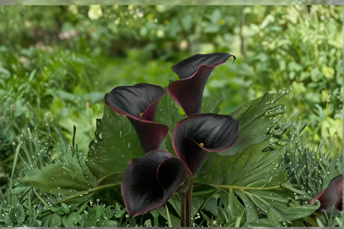 Black Calla Lily Bulb - Dark Purple 'Captain Beretta' - Zantedeschia - Exotic Flower for Garden or Container