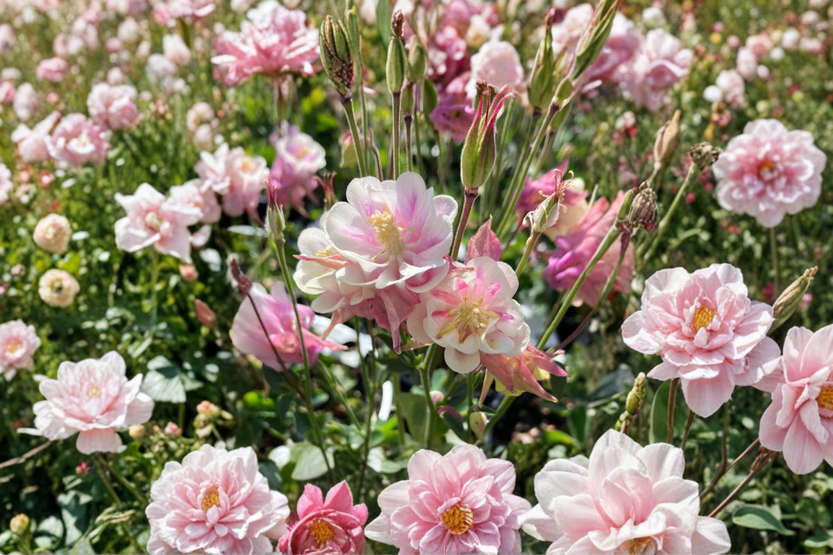 Double Columbine Plant - 4” Pot - Aquilegia ‘Winky Double Rose-White’ - Pink & White Shade Perennial - Pollinator Friendly