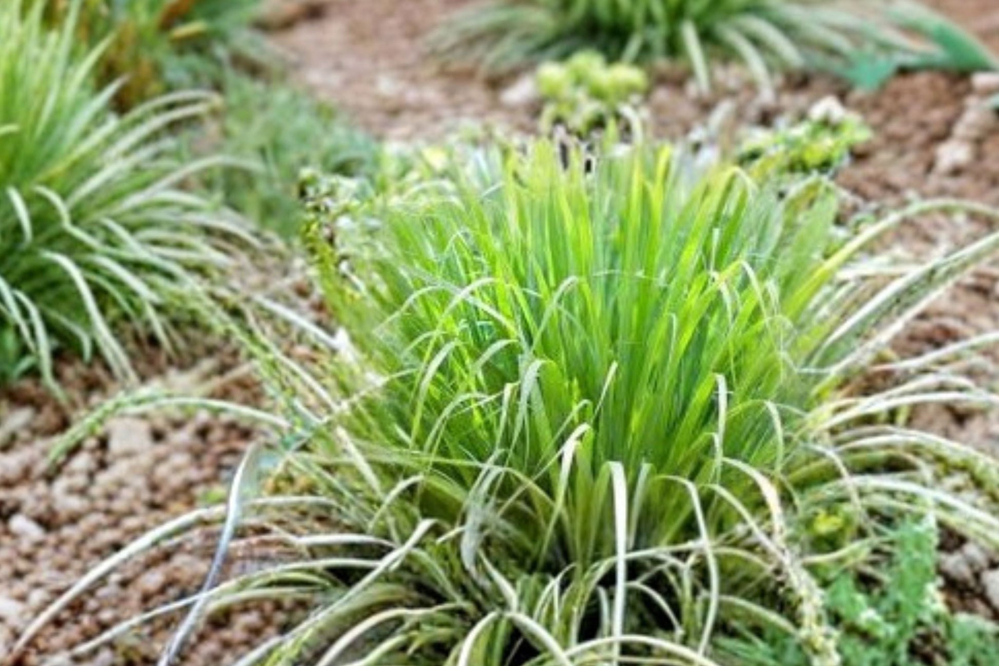 Lemongrass Plant - 3.5" Pot - Culinary Herb - Mosquito Repellent - Cymbopogon citratus - Fresh Tea Herb for Cooking